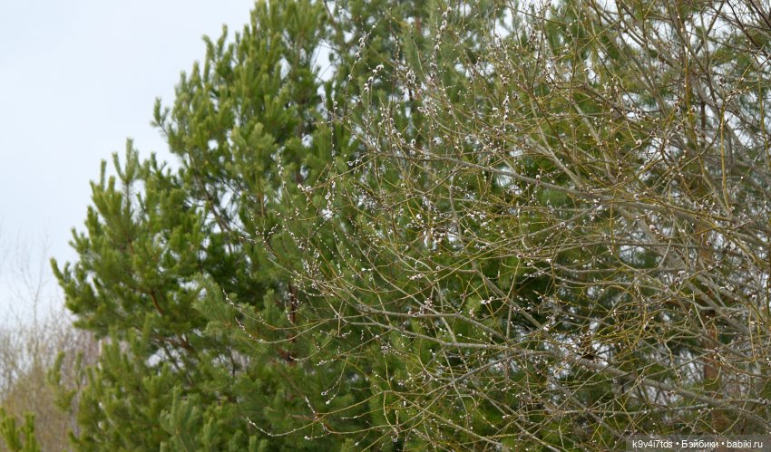 Ледоход на Волге | Бэйбики Ледоход на Волге — Куклы Sylvia Natterer (Сильвия Наттерер): Gotz (фото 10)