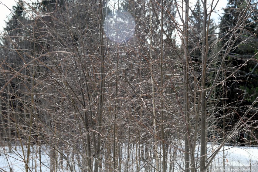 Встреча Весны в Усадьбе "Василёво"