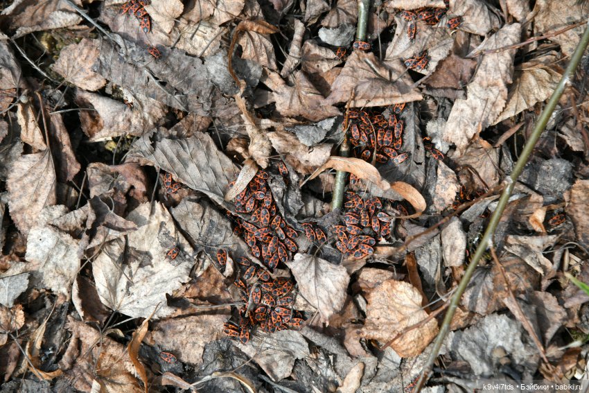 Алеся в "Василёво" — Куклы Sylvia Natterer (Сильвия Наттерер): Gotz (фото 8)