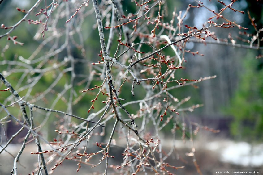 Алеся в "Василёво" — Куклы Sylvia Natterer (Сильвия Наттерер): Gotz