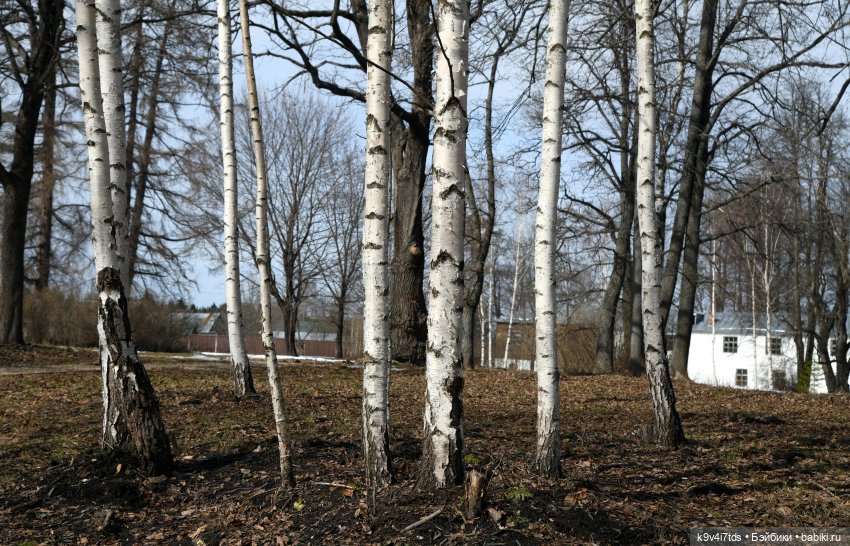 Алеся в "Василёво" — Куклы Sylvia Natterer (Сильвия Наттерер): Gotz