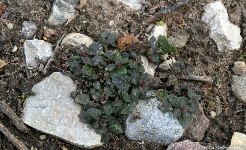 Крекер в "Василёво", заключительная часть (фото 3)