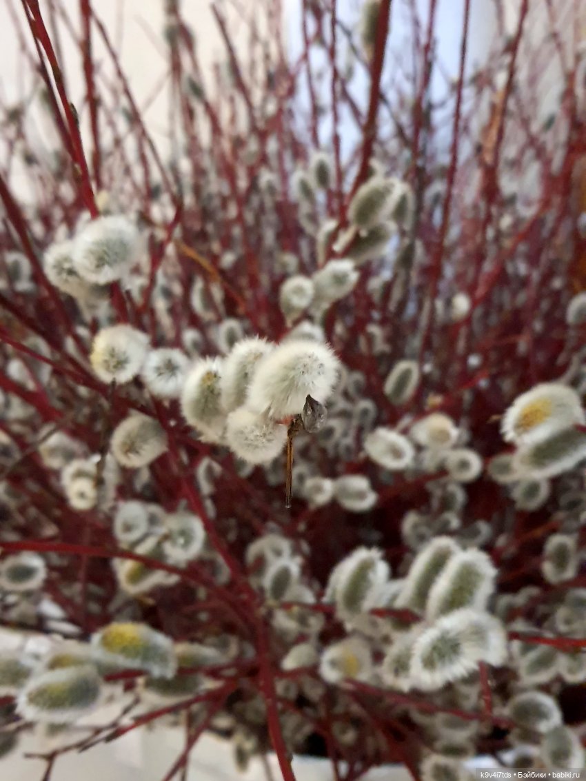 Амели. Фанатское издание 2023 г. Художница Amelie (Амели) от Ruby Red