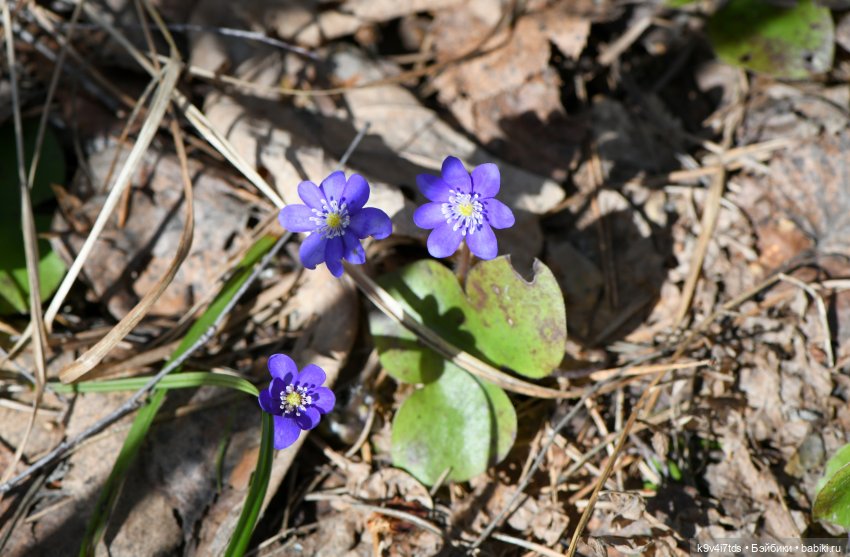 Амели. Фанатское издание 2023 г. Художница Amelie (Амели) от Ruby Red