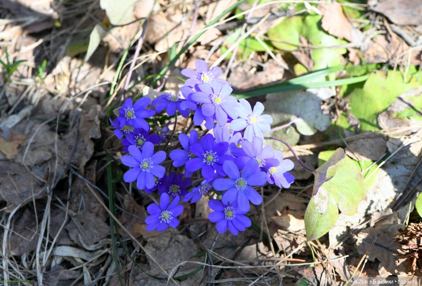 Амели. Фанатское издание 2023 г. Художница Amelie (Амели) от Ruby Red