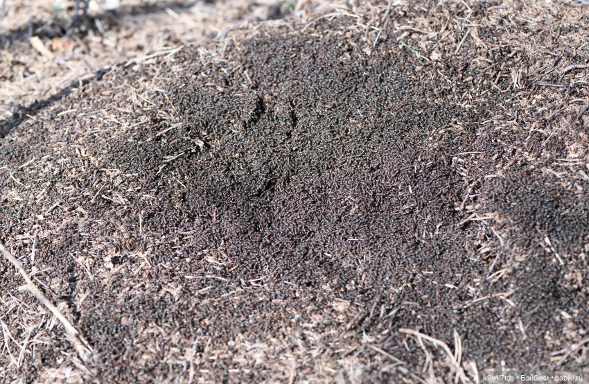 Амели. Фанатское издание 2023 г. Художница Amelie (Амели) от Ruby Red