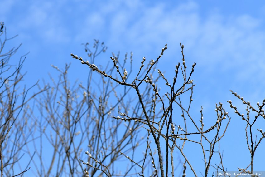 Амели. Фанатское издание 2023 г. Художница Amelie (Амели) от Ruby Red