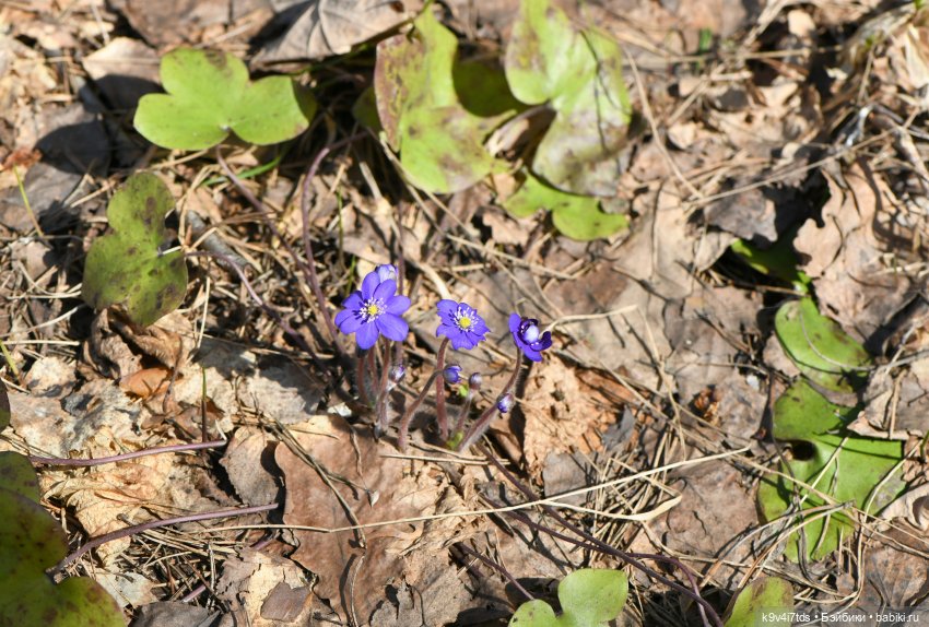 Амели. Фанатское издание 2023 г. Художница Amelie (Амели) от Ruby Red