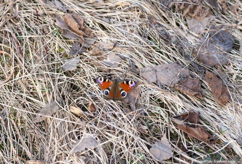 Амели. Фанатское издание 2023 г. Художница Amelie (Амели) от Ruby Red