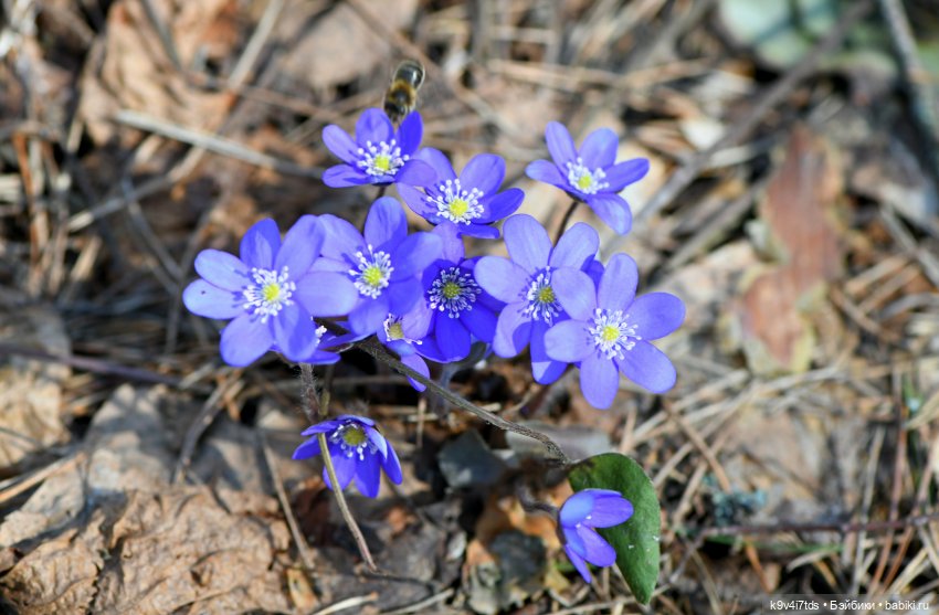 Амели. Фанатское издание 2023 г. Художница Amelie (Амели) от Ruby Red (фото 3)