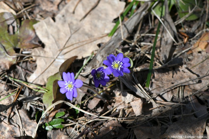 Амели. Фанатское издание 2023 г. Художница Amelie (Амели) от Ruby Red