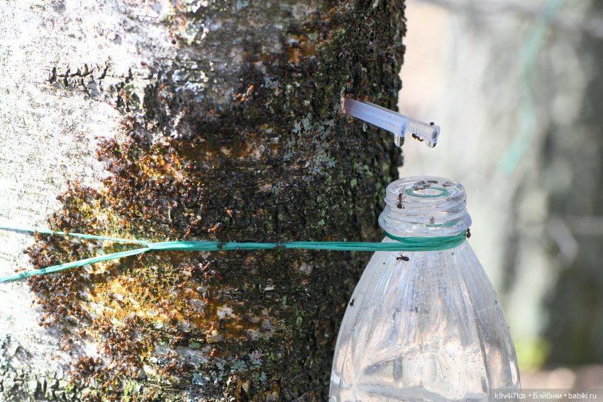 Амели. Фанатское издание 2023 г. Художница Amelie (Амели) от Ruby Red