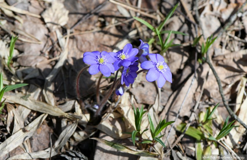 Амели. Фанатское издание 2023 г. Художница Amelie (Амели) от Ruby Red