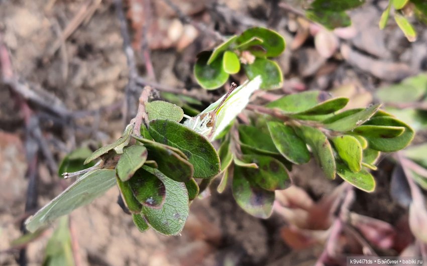 Пасхальная прогулка Имани. Mini Imani, автор Kaye Wiggs (фото 3)