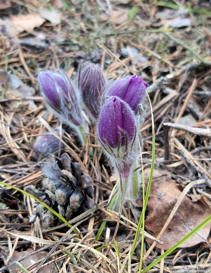 Пасхальная прогулка Имани. Mini Imani, автор Kaye Wiggs