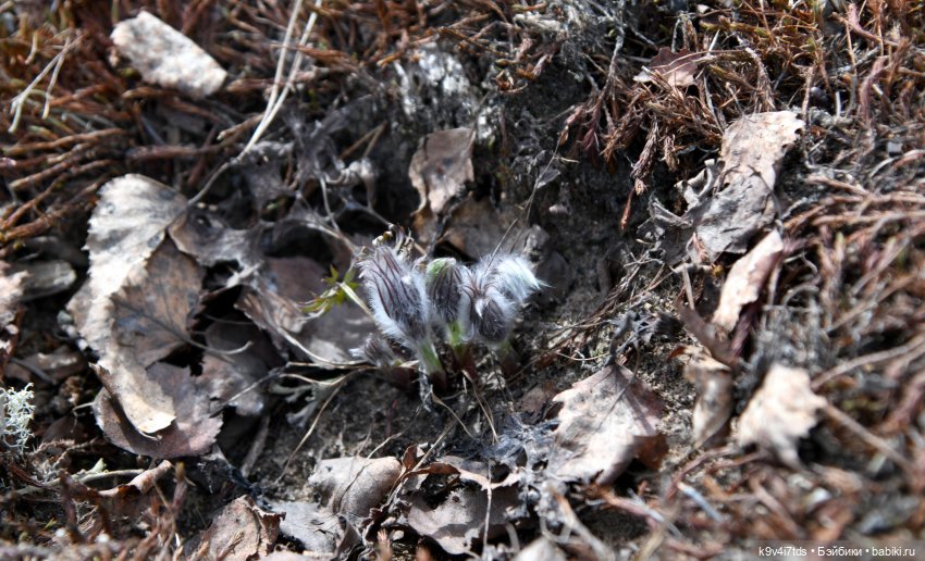 Пасхальная прогулка Имани. Mini Imani, автор Kaye Wiggs