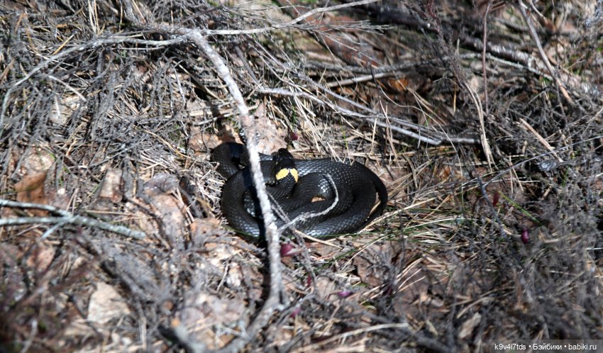 Пасхальная прогулка Имани. Mini Imani, автор Kaye Wiggs