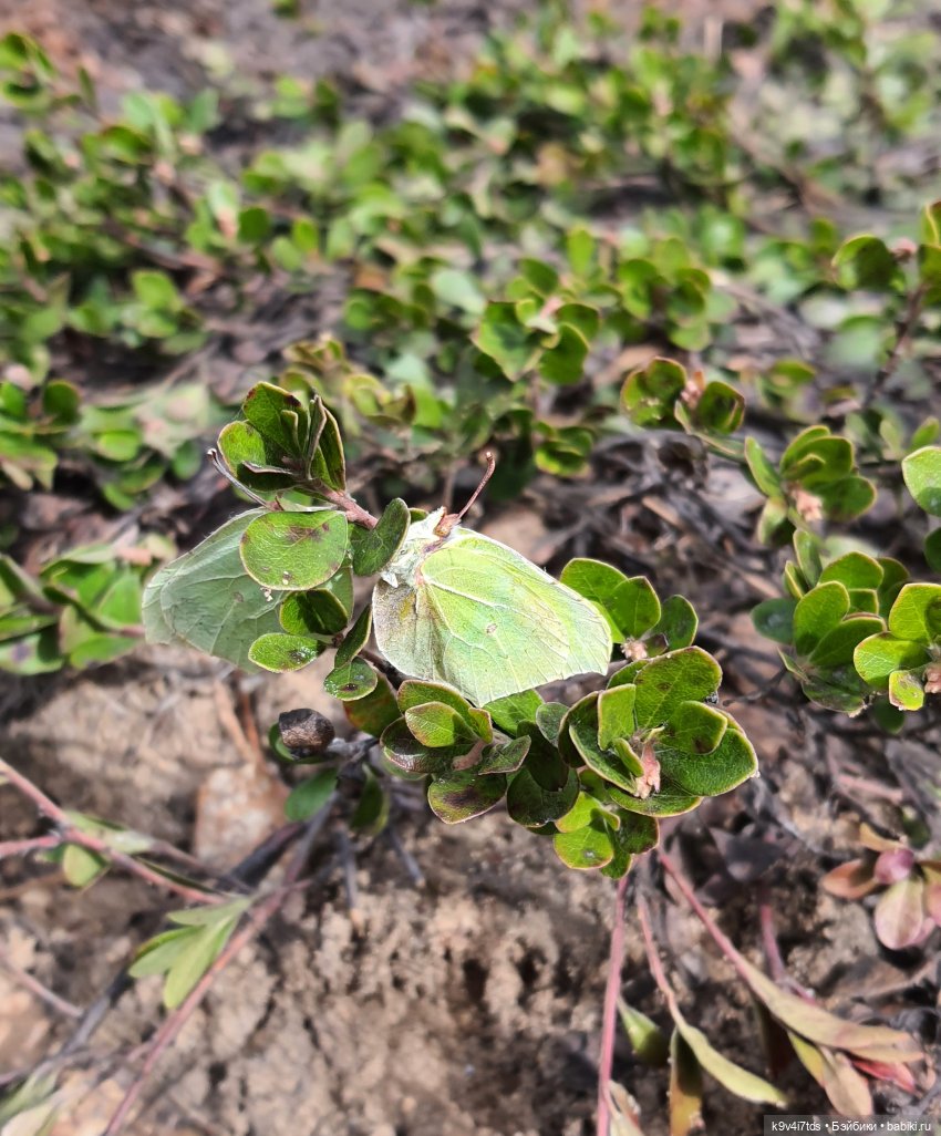 Пасхальная прогулка Имани. Mini Imani, автор Kaye Wiggs (фото 4)