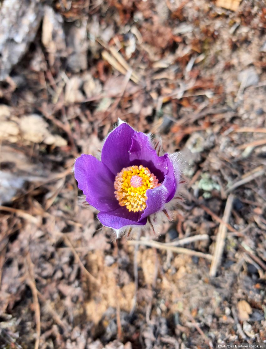 Пасхальная прогулка Имани. Mini Imani, автор Kaye Wiggs