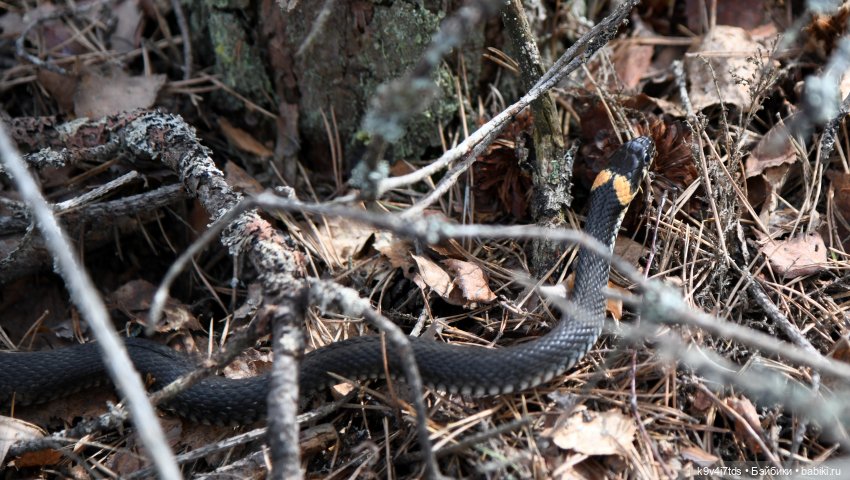 Пасхальная прогулка Имани. Mini Imani, автор Kaye Wiggs