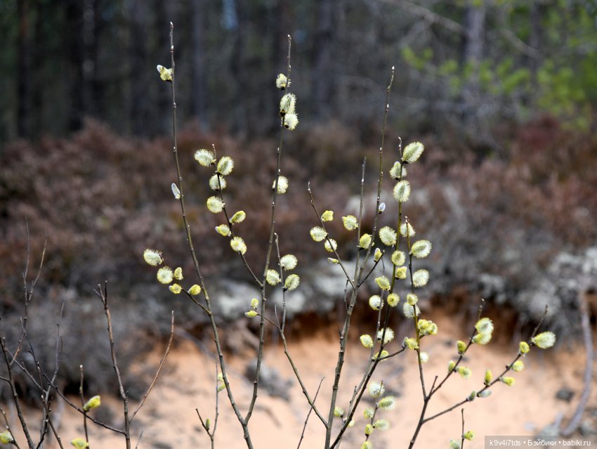 Пасхальная прогулка Имани. Mini Imani, автор Kaye Wiggs