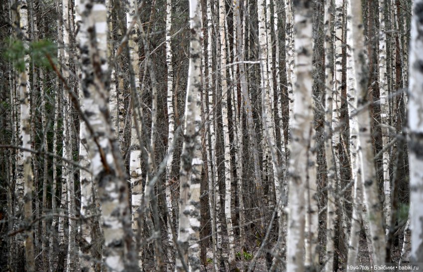 Пасхальная прогулка Имани. Mini Imani, автор Kaye Wiggs