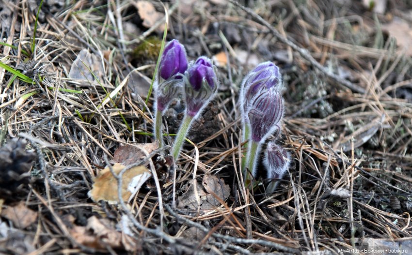 Пасхальная прогулка Имани. Mini Imani, автор Kaye Wiggs