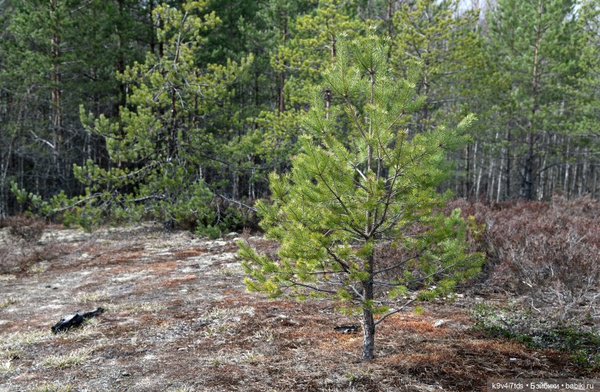 Пасхальная прогулка Имани. Mini Imani, автор Kaye Wiggs