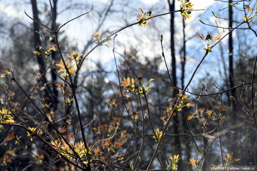 Амели и весенний лес. Фанатское издание 2023 г. Художница Amelie (Амели) от Ruby Red