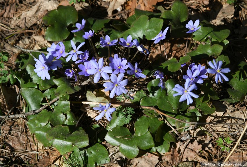 Амели и весенний лес. Фанатское издание 2023 г. Художница Amelie (Амели) от Ruby Red