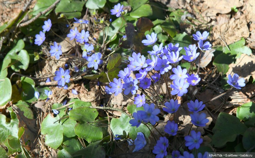 Амели и весенний лес. Фанатское издание 2023 г. Художница Amelie (Амели) от Ruby Red