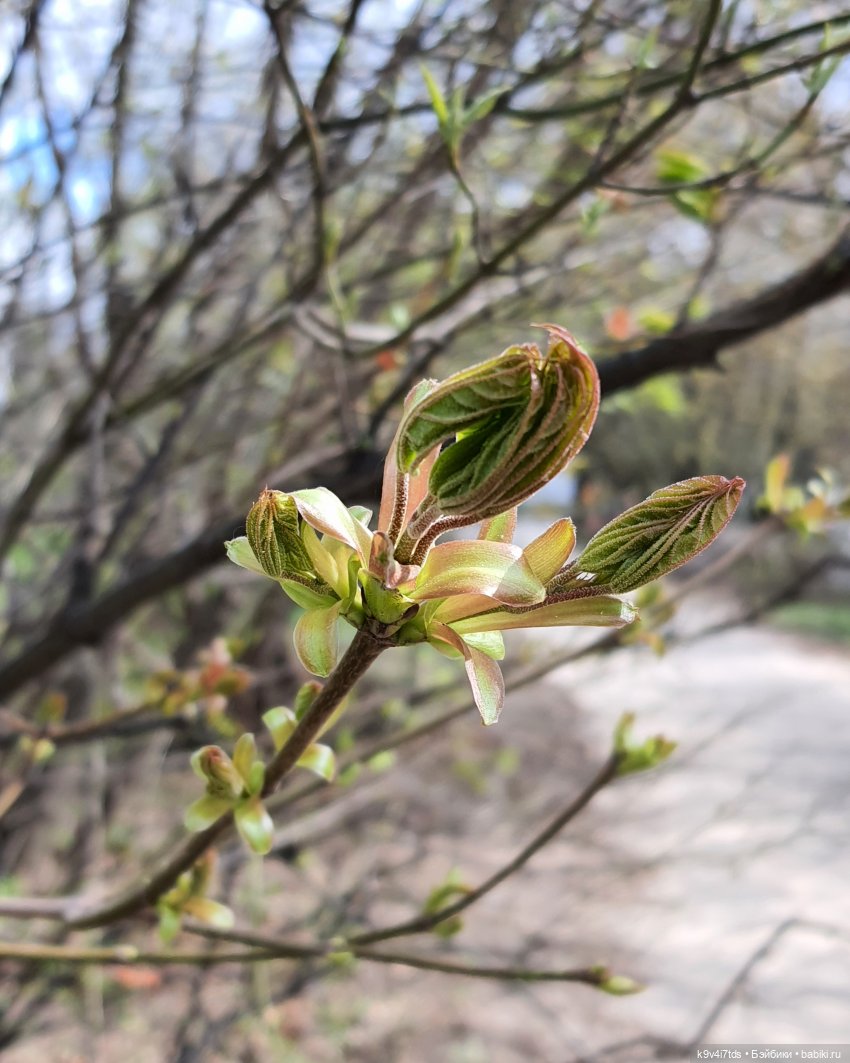Амели и весенний лес. Фанатское издание 2023 г. Художница Amelie (Амели) от Ruby Red (фото 3)
