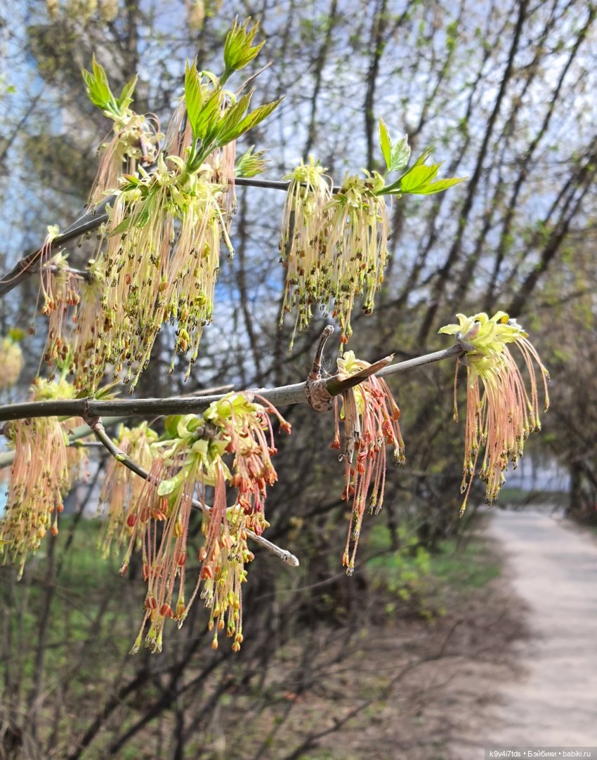 Амели и весенний лес. Фанатское издание 2023 г. Художница Amelie (Амели) от Ruby Red (фото 2)