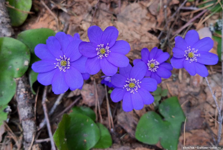 Амели и весенний лес. Фанатское издание 2023 г. Художница Amelie (Амели) от Ruby Red