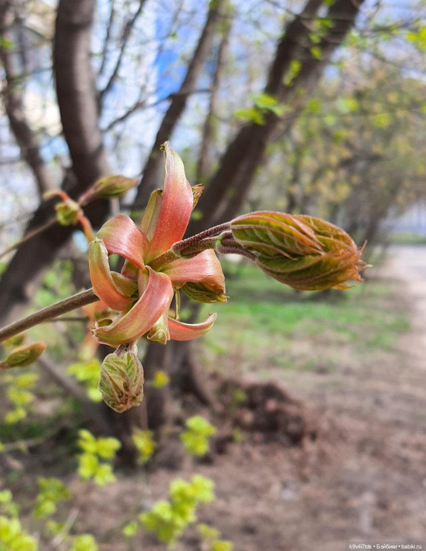 Амели и весенний лес. Фанатское издание 2023 г. Художница Amelie (Амели) от Ruby Red (фото 4)