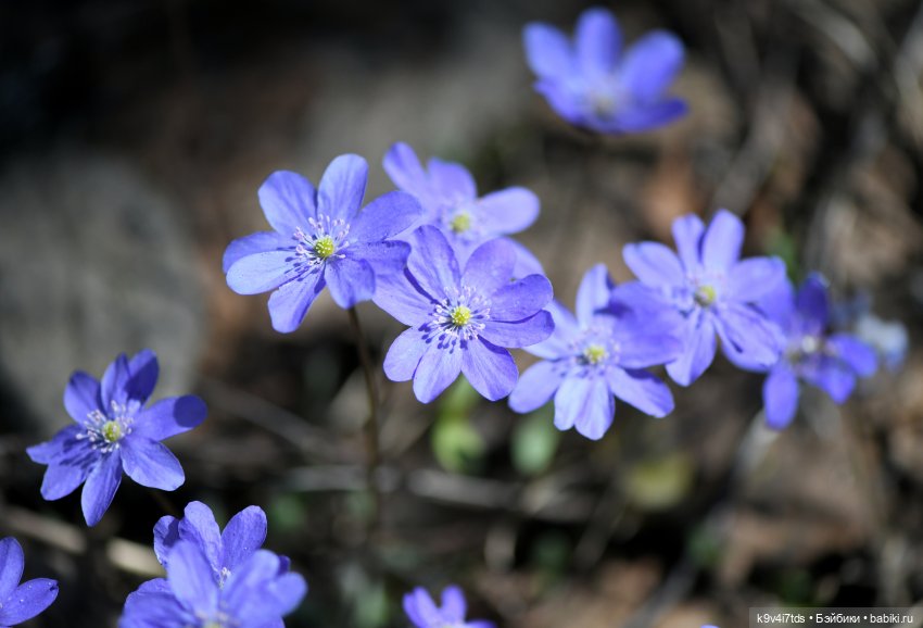 Имани и Солнечный конь. Mini Imani, автор Kaye Wiggs