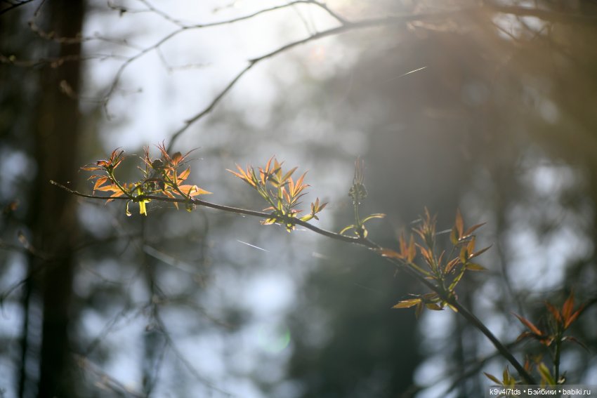 Имани и Солнечный конь. Mini Imani, автор Kaye Wiggs