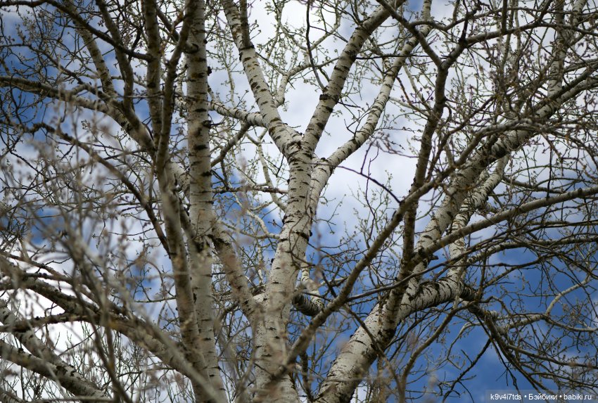 Имани и Солнечный конь. Mini Imani, автор Kaye Wiggs