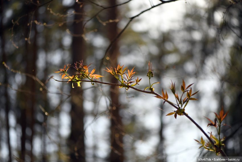 Имани и Солнечный конь. Mini Imani, автор Kaye Wiggs