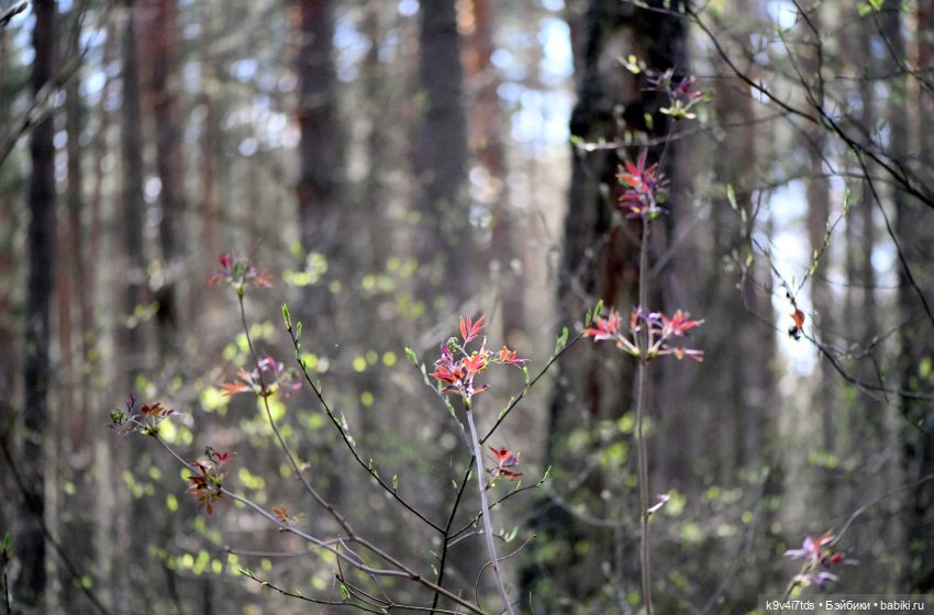 Имани и Солнечный конь. Mini Imani, автор Kaye Wiggs