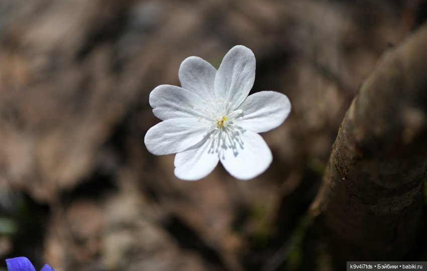 Имани и Солнечный конь. Mini Imani, автор Kaye Wiggs