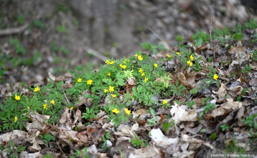 Имани и Солнечный конь. Mini Imani, автор Kaye Wiggs