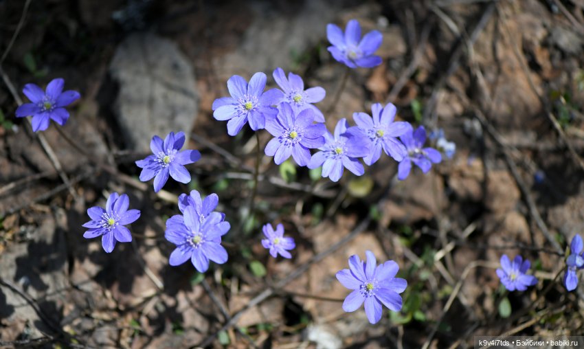 Имани и Солнечный конь. Mini Imani, автор Kaye Wiggs