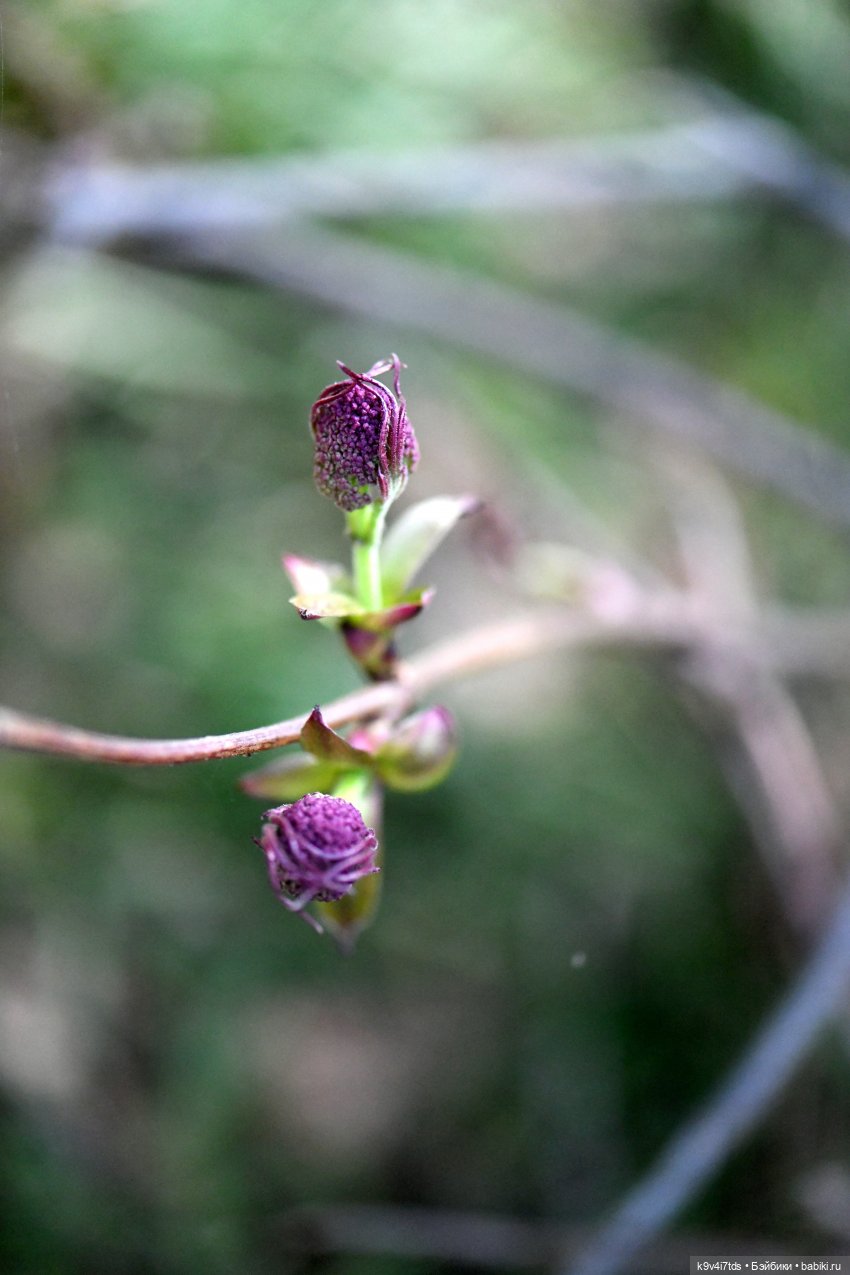 Имани и Солнечный конь. Mini Imani, автор Kaye Wiggs