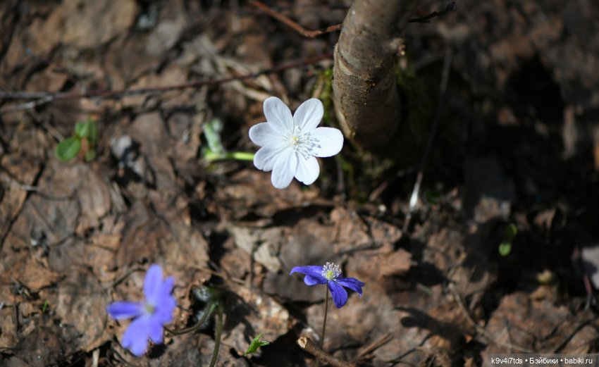 Имани и Солнечный конь. Mini Imani, автор Kaye Wiggs