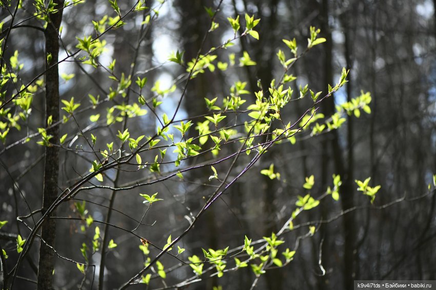 Имани и Солнечный конь. Mini Imani, автор Kaye Wiggs