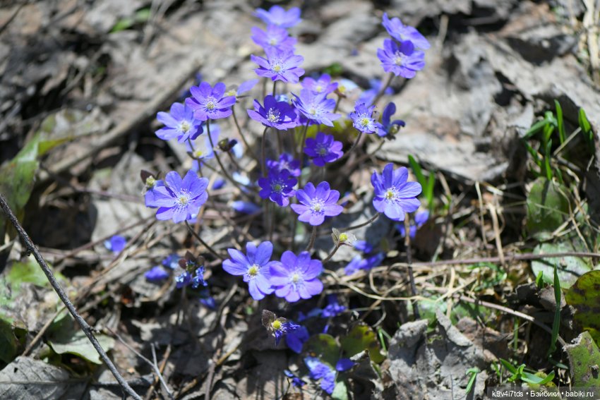 Имани и Солнечный конь. Mini Imani, автор Kaye Wiggs