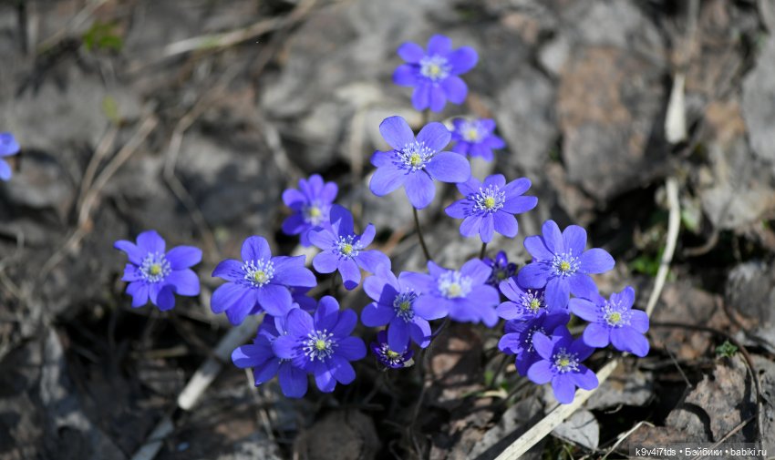 Имани и Солнечный конь. Mini Imani, автор Kaye Wiggs