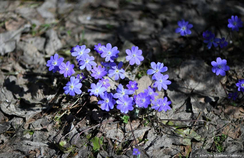 Имани и Солнечный конь. Mini Imani, автор Kaye Wiggs