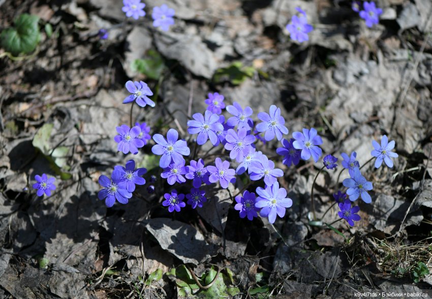 Имани и Солнечный конь. Mini Imani, автор Kaye Wiggs